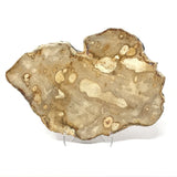 Indonesian Petrified Wood Slice with Brindle Patterns on Lucite Easel Stand