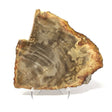 Fan-shaped Indonesian petrified wood slice with olive grain arcs and rust-orange bark edge on a lucite easel