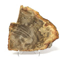 Indonesian Petrified Wood Slice with Brindle Patterns on Lucite Easel Stand