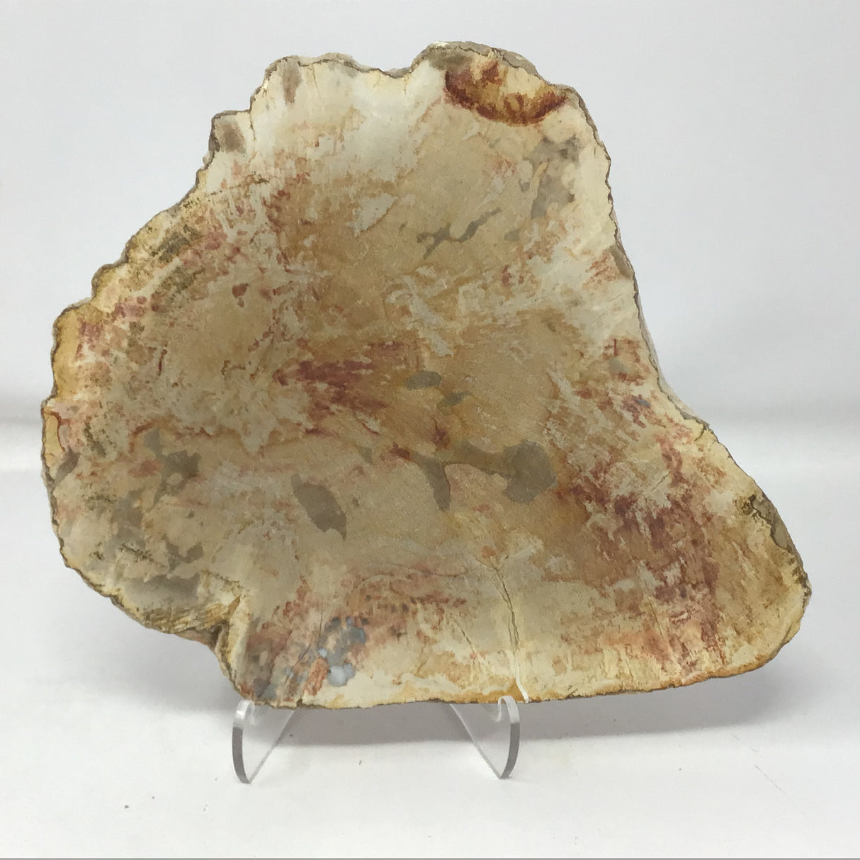 Indonesian Petrified Wood Slice with Caramel & Toffee Tones