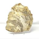 Indonesian Petrified Wood Slice with Caramel & Toffee Tones
