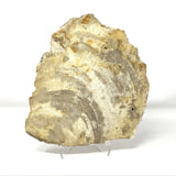Indonesian Petrified Wood Slice with Caramel & Toffee Tones