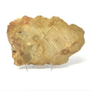 Indonesian Petrified Wood Slice with Caramel & Toffee Tones