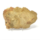 Indonesian Petrified Wood Slice with Caramel & Toffee Tones