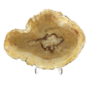 Indonesian petrified wood slice in caramel and toffee tones with dark knot center on a clear acrylic easel