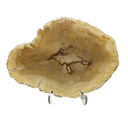 Indonesian Petrified Wood Slice with Caramel & Toffee Tones