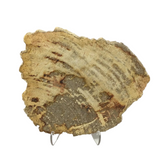 Indonesian Petrified Wood Slice with Caramel & Toffee Tones