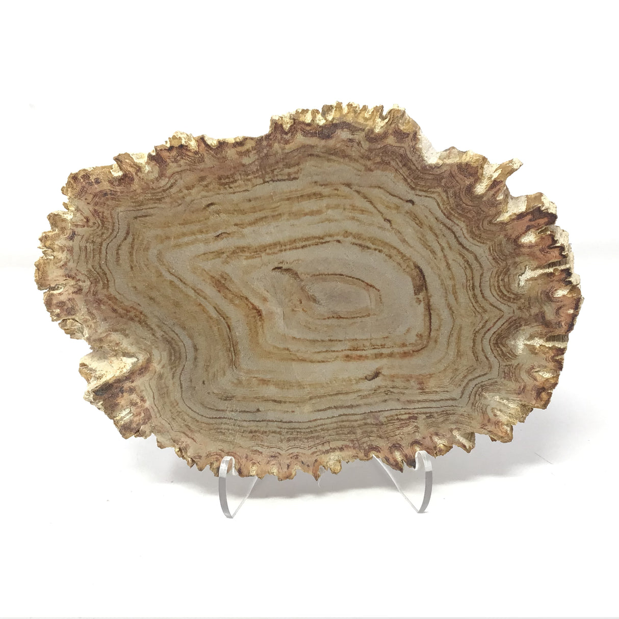 Indonesian Petrified Wood Slice with Deep Bark Grooves on Lucite Easel Stand