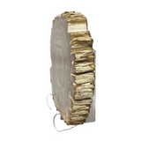 Indonesian Petrified Wood Slice with Deep Bark Grooves on Lucite Easel Stand