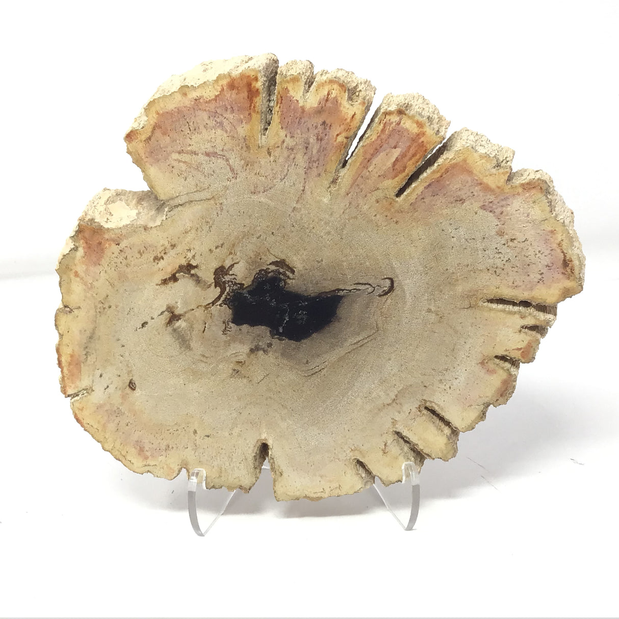 Indonesian Petrified Wood Slice with Deep Bark Grooves on Lucite Easel Stand