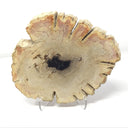 Indonesian Petrified Wood Slice with Deep Bark Grooves on Lucite Easel Stand