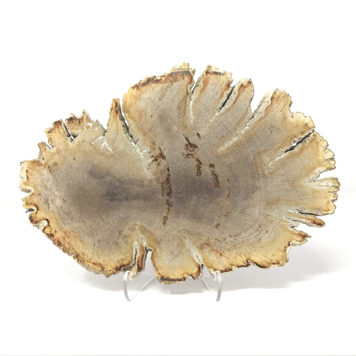Indonesian Petrified Wood Slice with Deep Bark Grooves on Lucite Easel Stand