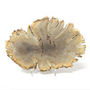 Indonesian Petrified Wood Slice with Deep Bark Grooves on Lucite Easel Stand