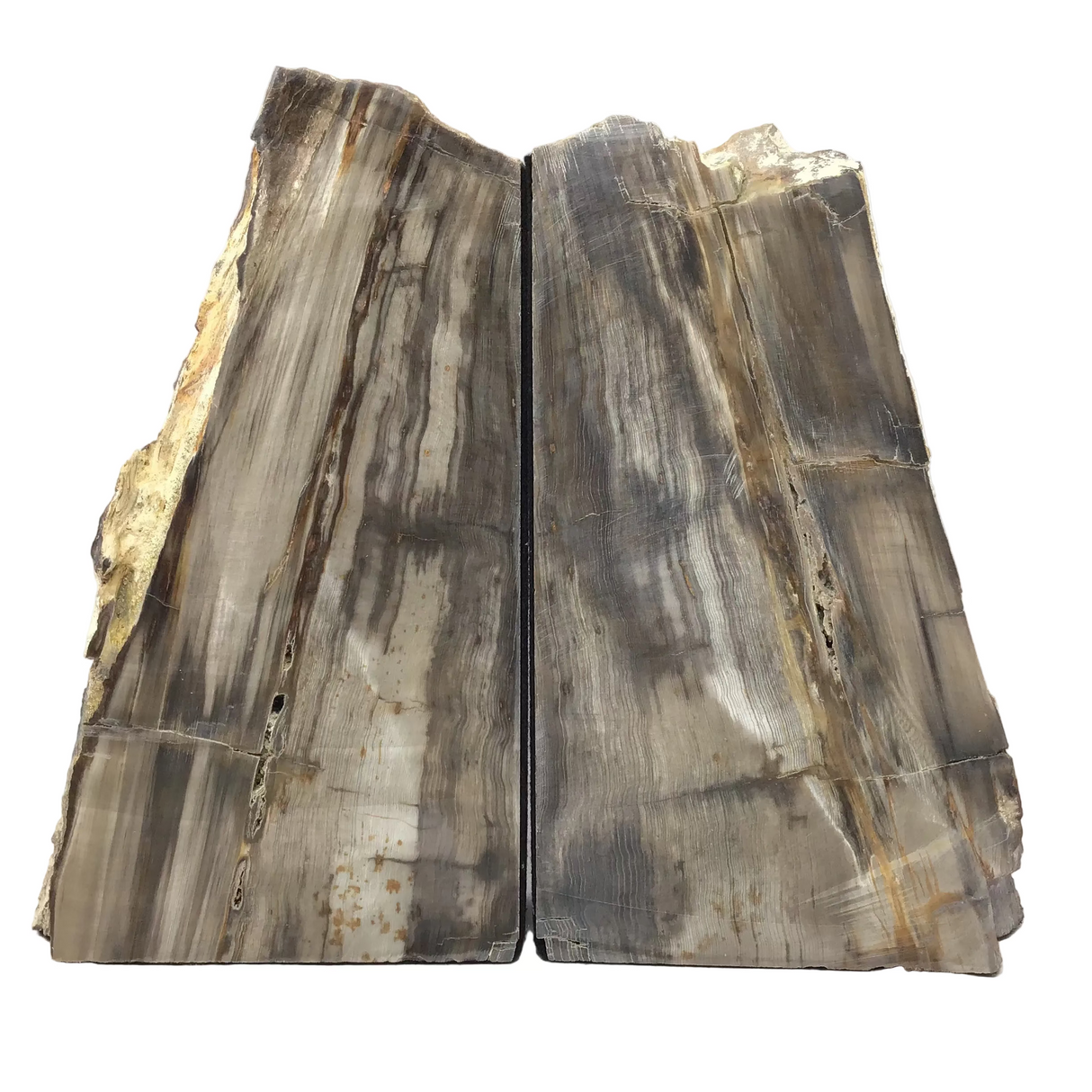 Saddle Mountain Sequoia Petrified Wood Bookends - Browns