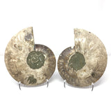 Calcite Fossilized Ammonite Pairs in Lucite Easel Stand - Calcite Druzied Cavities