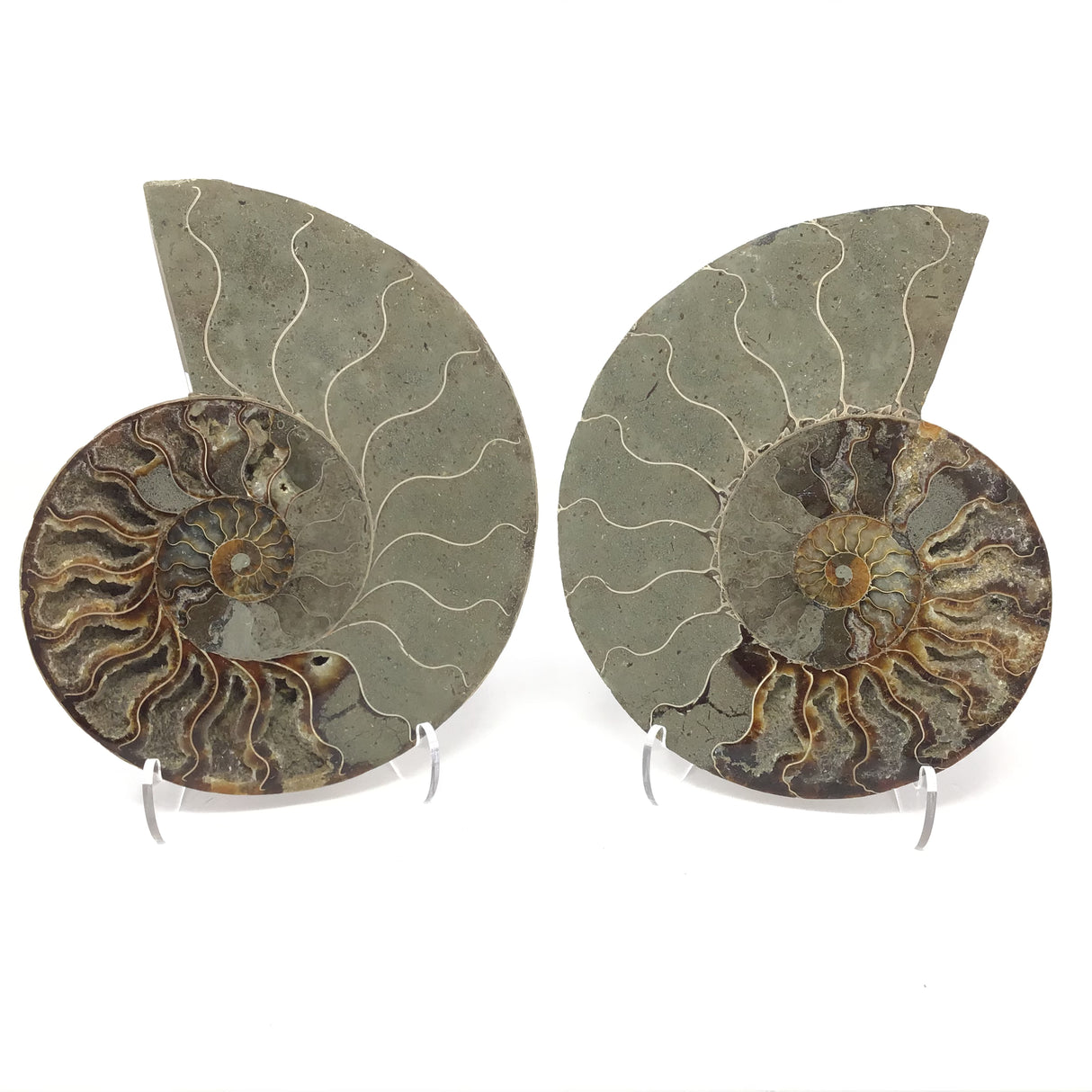 Calcite Fossilized Ammonite Pairs in Lucite Easel Stand - Calcite Druzied Cavities