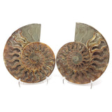 Calcite Fossilized Ammonite Pairs in Lucite Easel Stand - Calcite Druzied Cavities