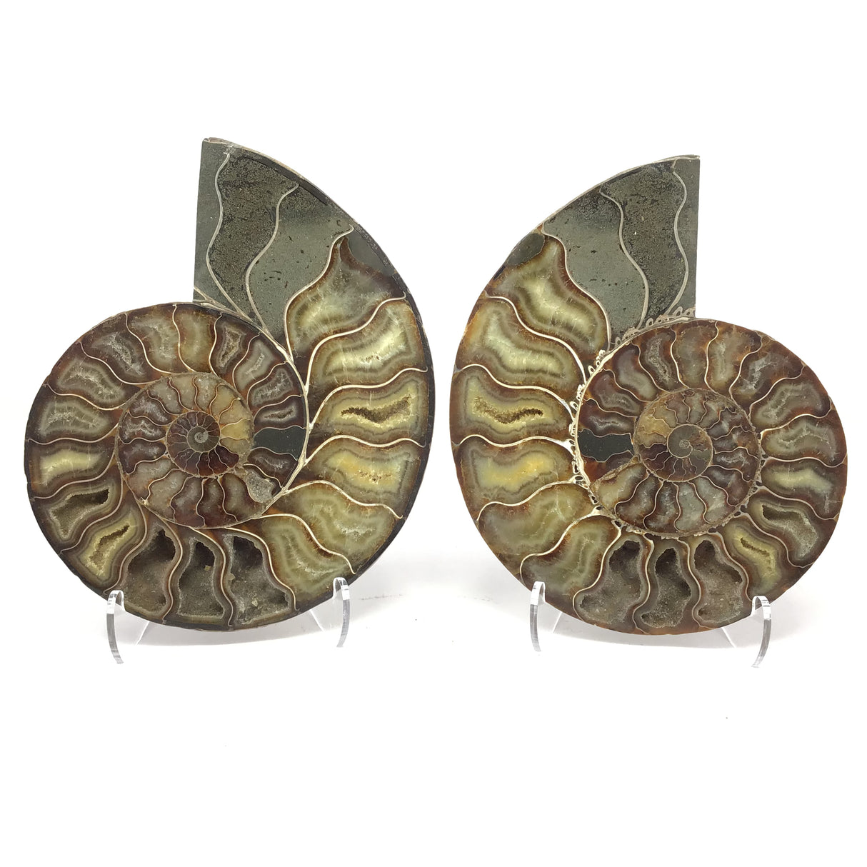Calcite Fossilized Ammonite Pairs in Lucite Easel Stand - Calcite Druzied Cavities