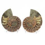 Calcite Fossilized Ammonite Pairs in Lucite Easel Stand - Calcite Druzied Cavities