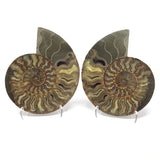 Calcite Fossilized Ammonite Pairs in Lucite Easel Stand - Filled Calcite Cavities