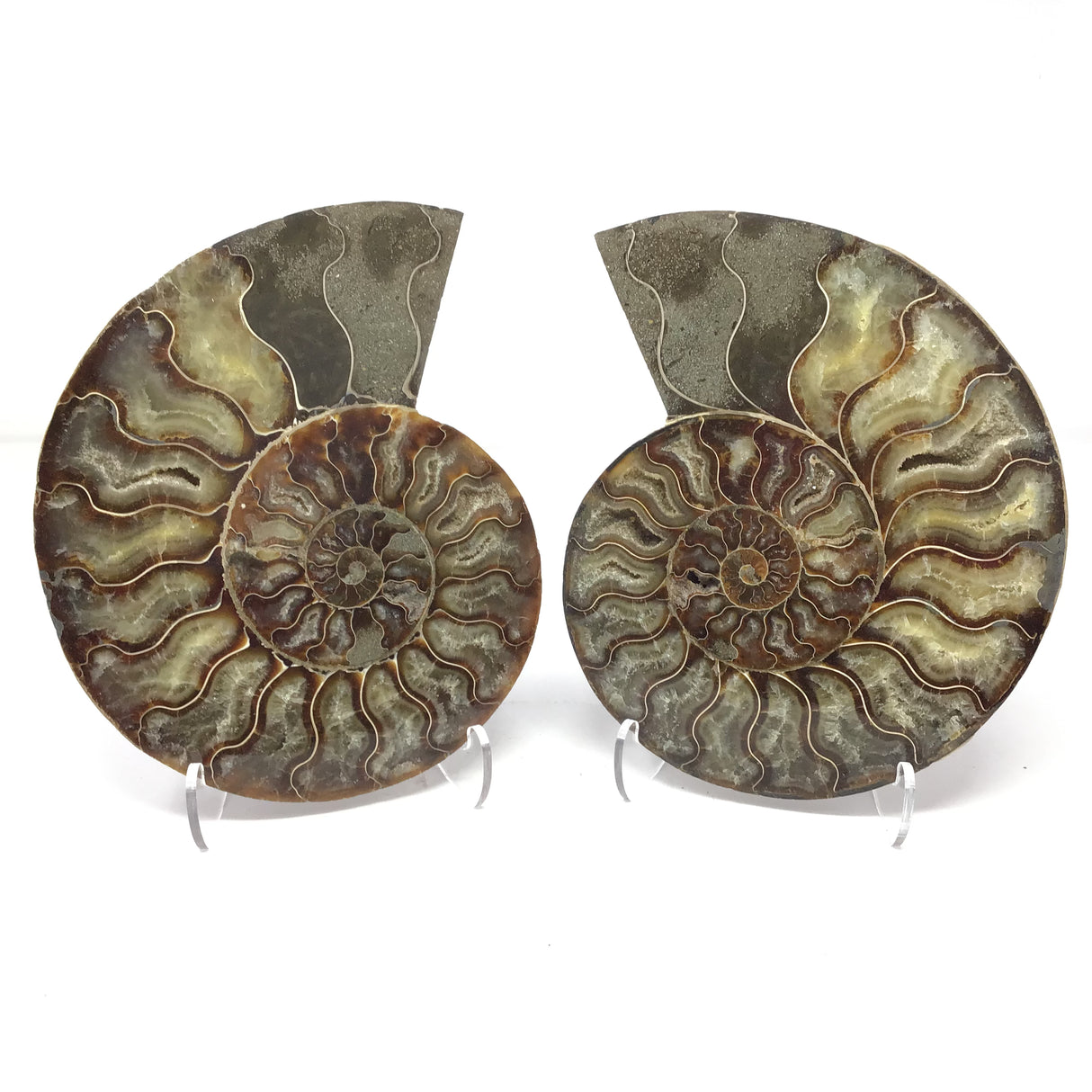 Calcite Fossilized Ammonite Pairs in Lucite Easel Stand - Filled Calcite Cavities