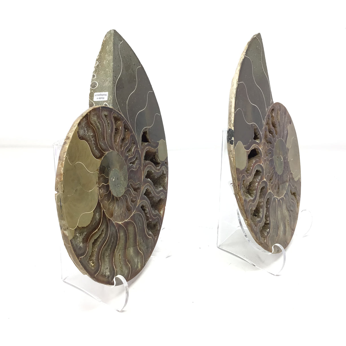 Calcite Fossilized Ammonite Pairs in Lucite Easel Stand - Filled Calcite Cavities