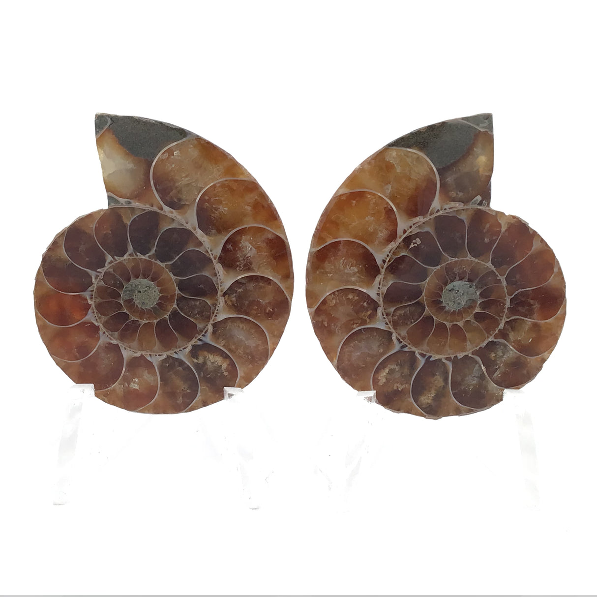 Ammonite Fossil Pair on Lucite Stands - 1.5"