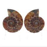 Ammonite Fossil Pair on Lucite Stands - 1.5"