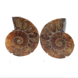 Ammonite Fossil Pair on Lucite Stands - 1.5"
