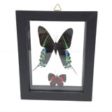 Butterfly Frame Duo - Assorted Species
