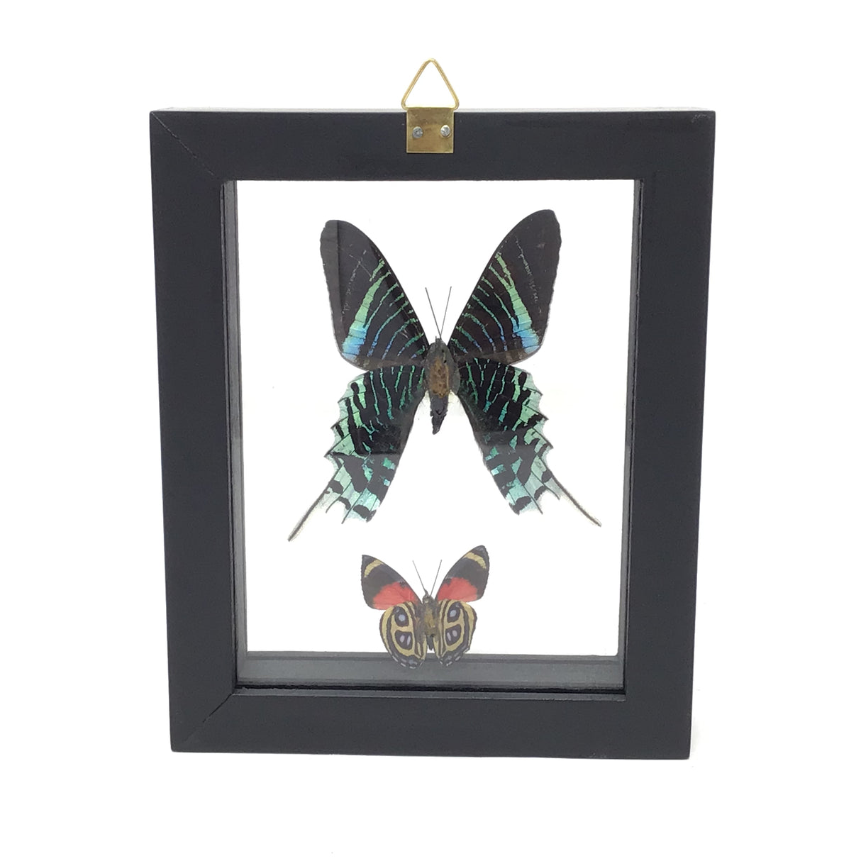 Butterfly Frame Duo - Assorted Species