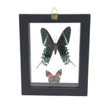 Butterfly Frame Duo - Assorted Species