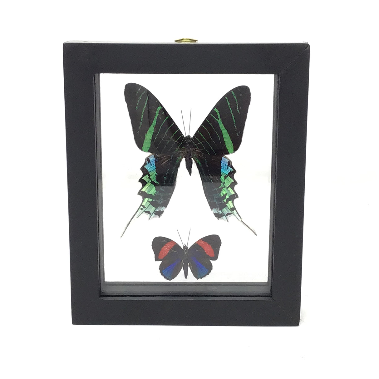 Butterfly Frame Duo - Assorted Species