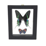 Butterfly Frame Duo - Assorted Species
