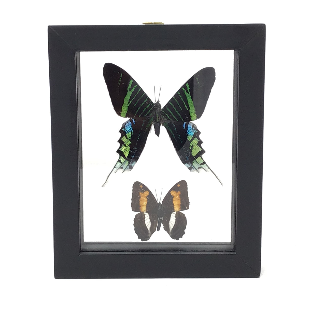 Butterfly Frame Duo - Assorted Species