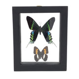 Butterfly Frame Duo - Assorted Species