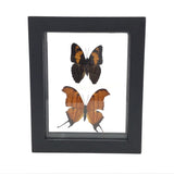 Butterfly Frame Duo - Assorted Species