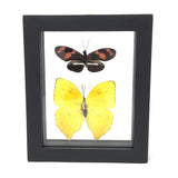 Butterfly Frame Duo - Assorted Species