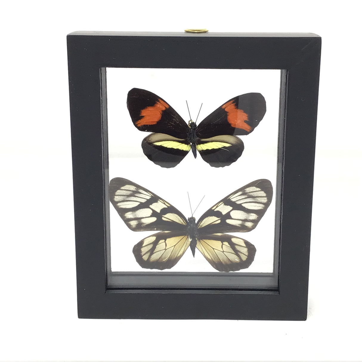 Butterfly Frame Duo - Assorted Species