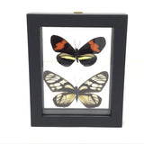 Butterfly Frame Duo - Assorted Species