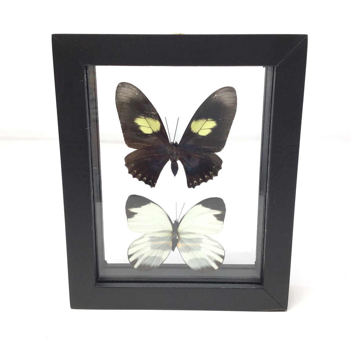 Butterfly Frame Duo - Assorted Species