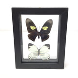 Butterfly Frame Duo - Assorted Species