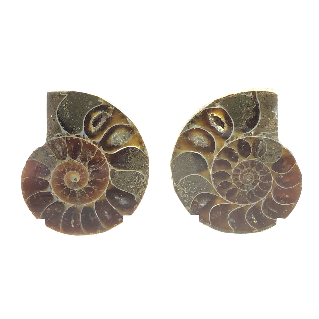 Ammonite Fossil Pair on Lucite Stands - 1.25"