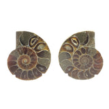 Ammonite Fossil Pair on Lucite Stands - 1.25"