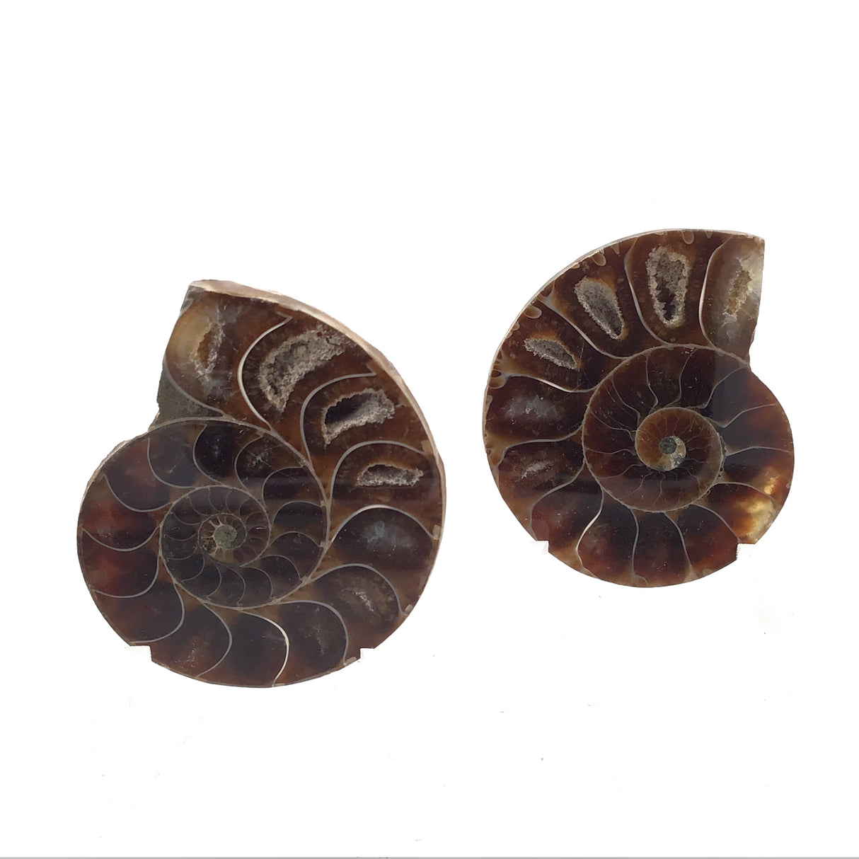 Ammonite Fossil Pair on Lucite Stands - 1.25"