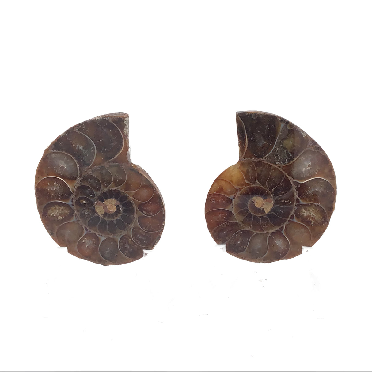 Ammonite Fossil Pair on Lucite Stands - 1.25"