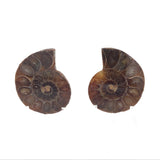 Ammonite Fossil Pair on Lucite Stands - 1.25"