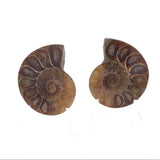 Ammonite Fossil Pair on Lucite Stands - 1.25"