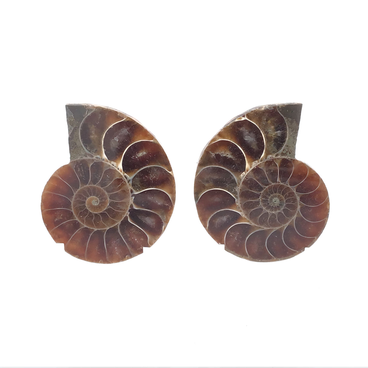 Ammonite Fossil Pair on Lucite Stands - 1.25"