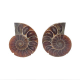 Ammonite Fossil Pair on Lucite Stands - 1.25"